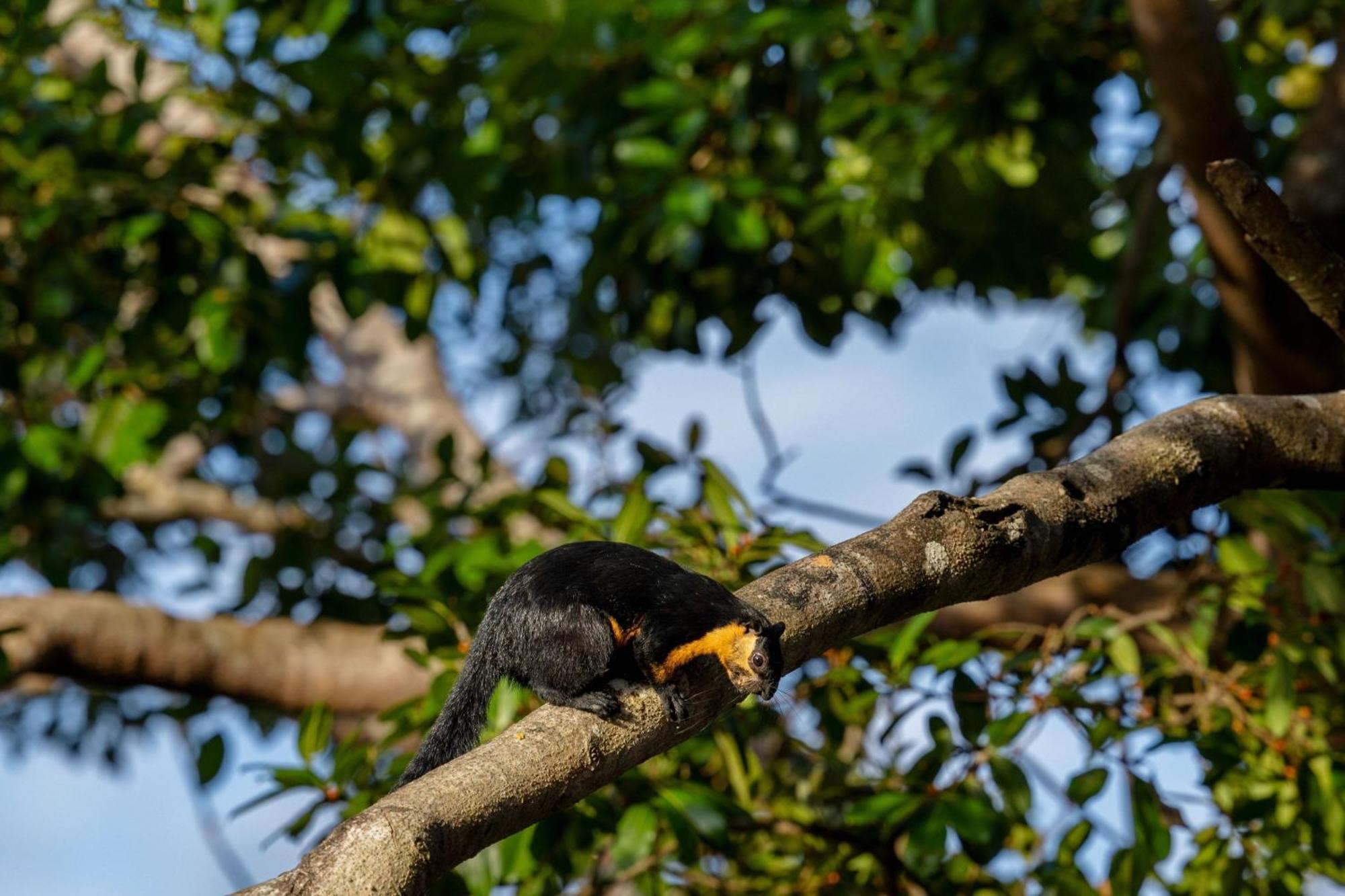 The Ritz-Carlton, Langkawi Hotel Buitenkant foto Black giant squirrel